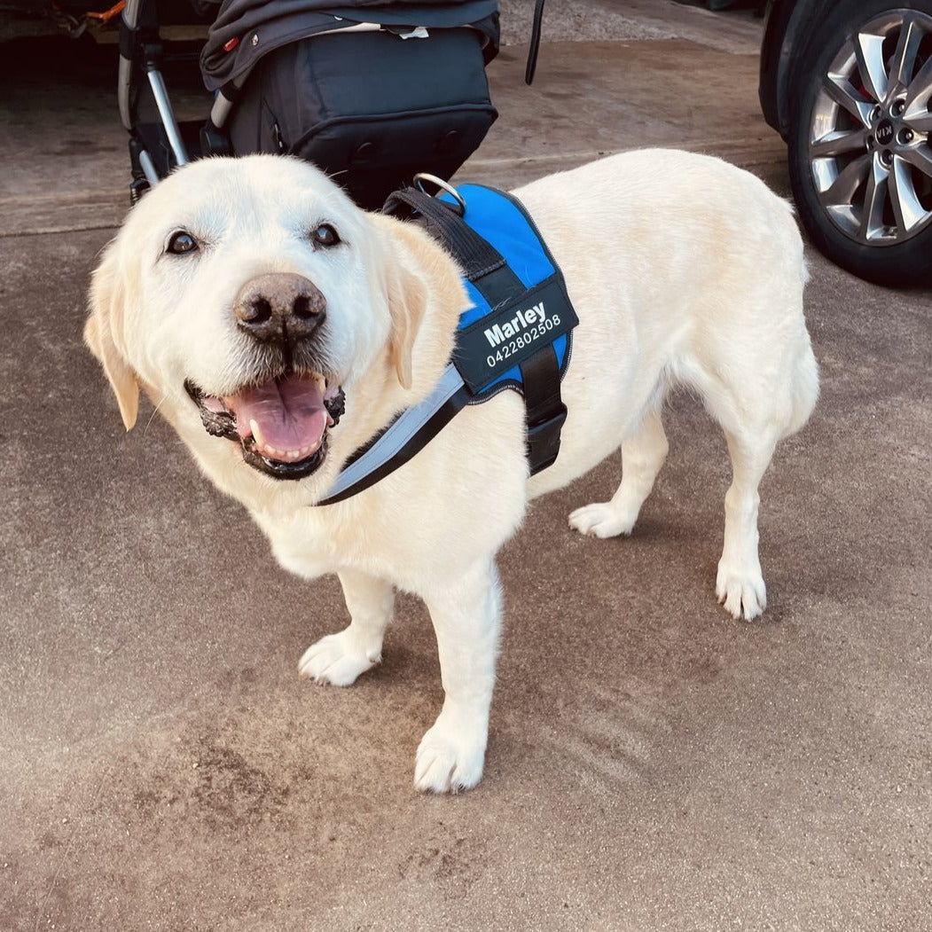 Pawbbi™ Ultimate Personalized No Pull Dog Harness