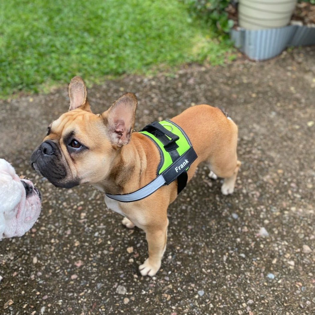 Pawbbi™ Ultimate Personalized No Pull Dog Harness