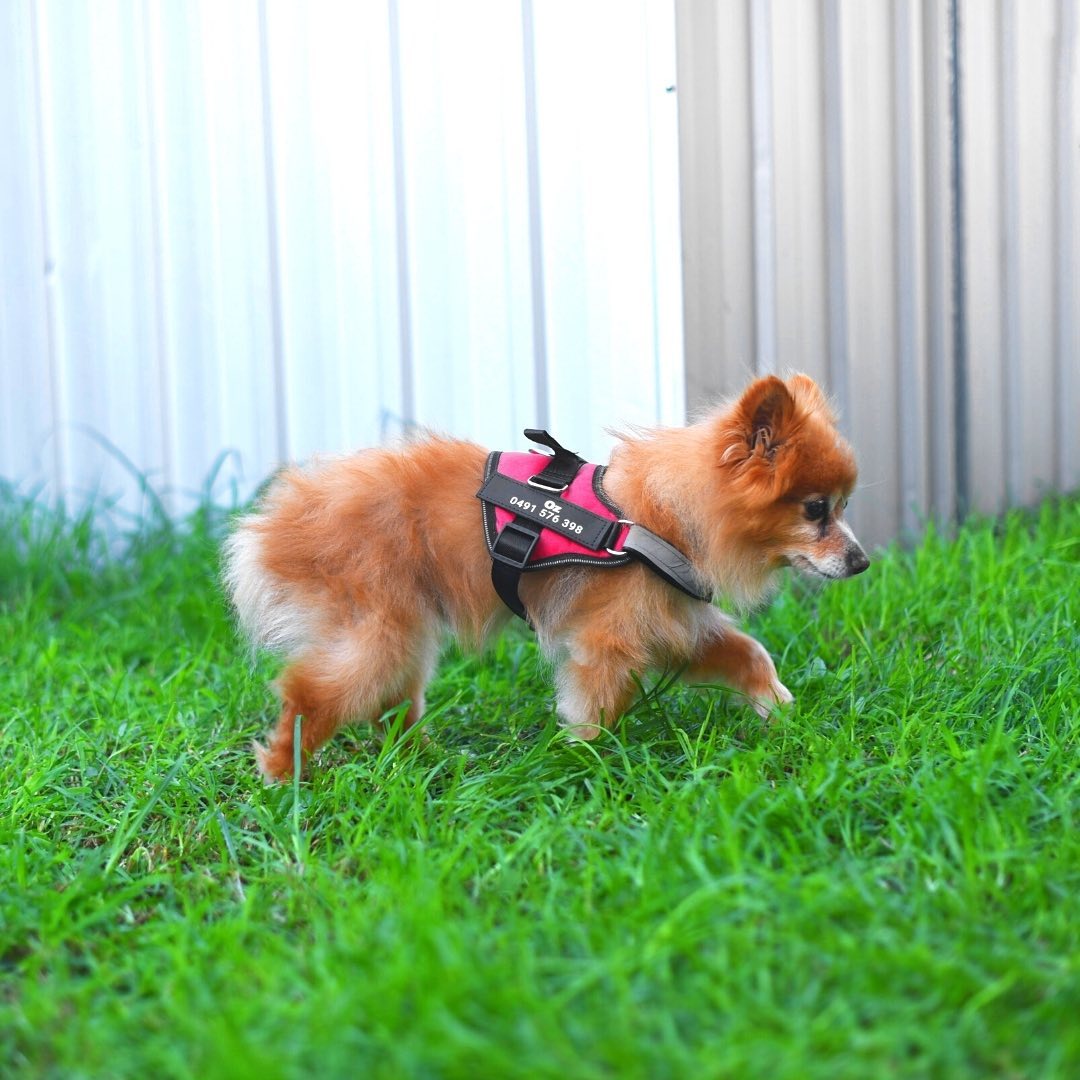 Pawbbi™ Ultimate Personalized No Pull Dog Harness