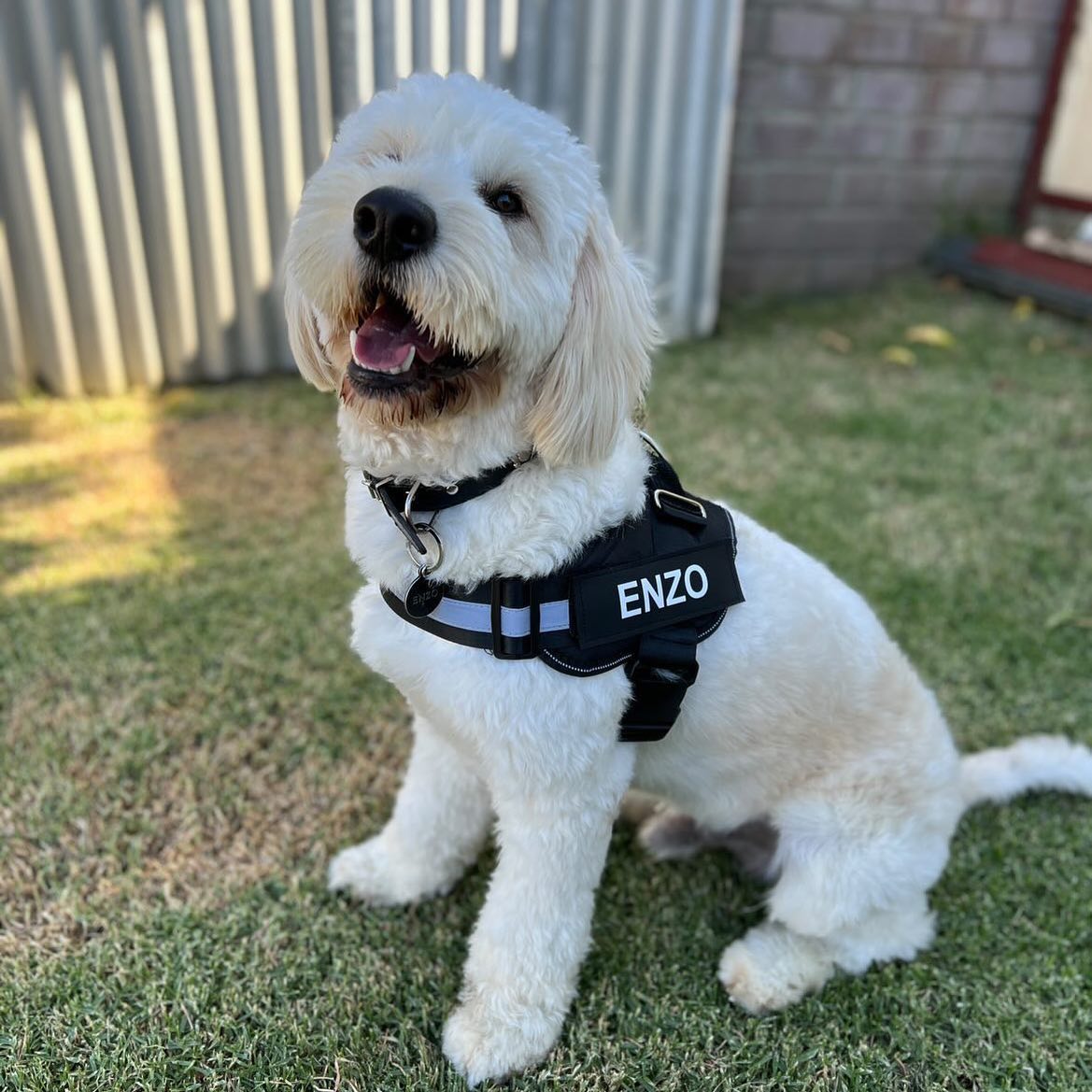 Pawbbi™ Ultimate Personalized No Pull Dog Harness