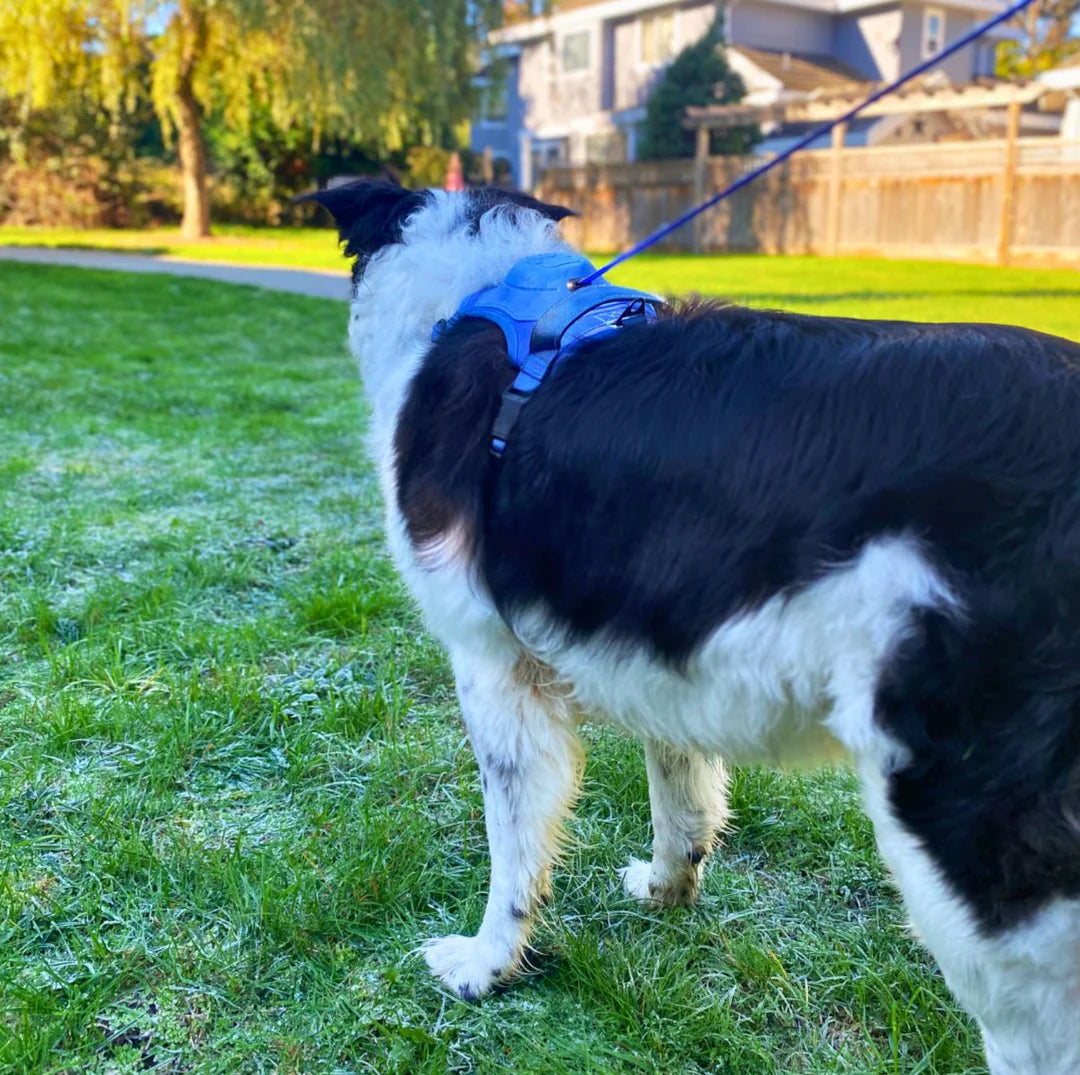 Pawbbi™ 3 in 1 Dog Harness with Built-In Leash