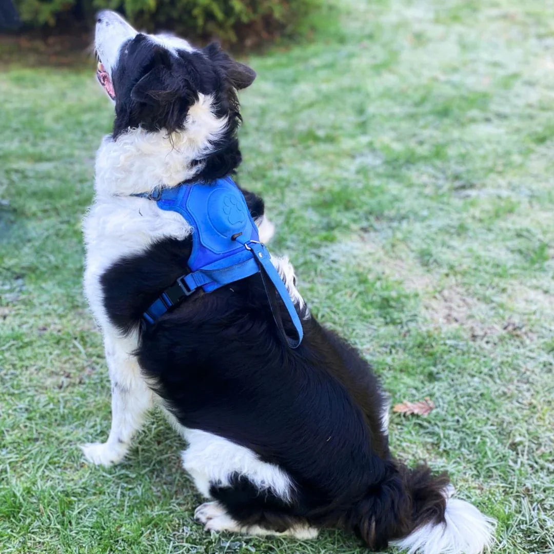 Pawbbi™ 3 in 1 Dog Harness with Built-In Leash