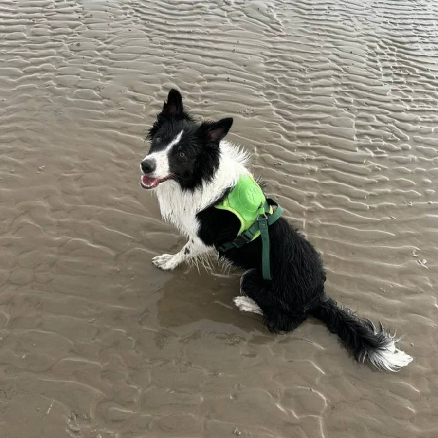 Pawbbi™ 3 in 1 Dog Harness with Built-In Leash